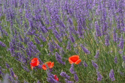 Campos de lavanda y centro de interpretación en la localidad vallisoletana de Tiedra. M. LOSTAU