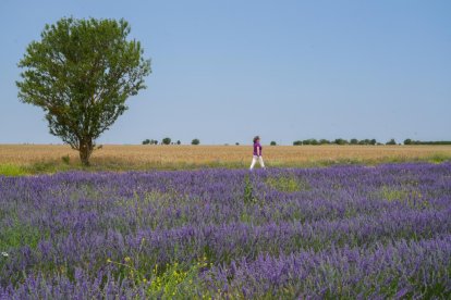 Campos de lavanda y centro de interpretación en la localidad vallisoletana de Tiedra. M. LOSTAU