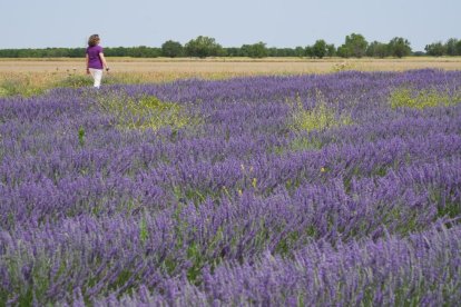 Campos de lavanda y centro de interpretación en la localidad vallisoletana de Tiedra. M. LOSTAU