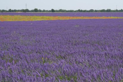 Campos de lavanda y centro de interpretación en la localidad vallisoletana de Tiedra. M. LOSTAU