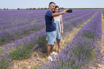 Campos de lavanda y centro de interpretación en la localidad vallisoletana de Tiedra. M. LOSTAU