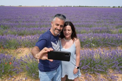 Campos de lavanda y centro de interpretación en la localidad vallisoletana de Tiedra. M. LOSTAU