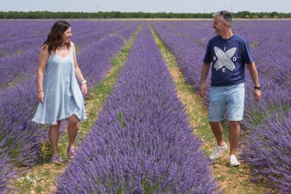 Campos de lavanda y centro de interpretación en la localidad vallisoletana de Tiedra. M. LOSTAU