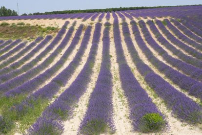 Campos de lavanda y centro de interpretación en la localidad vallisoletana de Tiedra. M. LOSTAU
