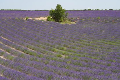 Campos de lavanda y centro de interpretación en la localidad vallisoletana de Tiedra. M. LOSTAU
