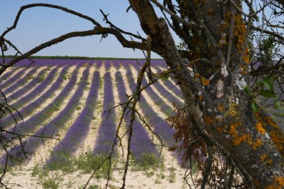 Campos de lavanda y centro de interpretación en la localidad vallisoletana de Tiedra. M. LOSTAU