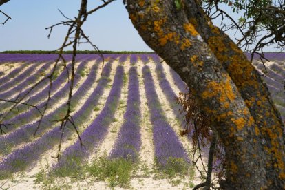 Campos de lavanda y centro de interpretación en la localidad vallisoletana de Tiedra. M. LOSTAU