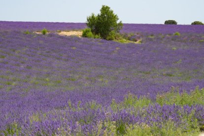 Campos de lavanda y centro de interpretación en la localidad vallisoletana de Tiedra. M. LOSTAU
