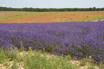 Campos de lavanda y centro de interpretación en la localidad vallisoletana de Tiedra. M. LOSTAU