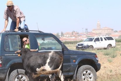 Rescate del toro que se escapó de un encierro de Serrada. -AYUNTAMIENTO SERRADA / JACINTO NAVAS