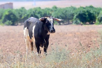 Toro que se escapó de un encierro de Serrada. -AYUNTAMIENTO SERRADA / JACINTO NAVAS