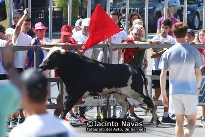 Toro que se escapó de un encierro de Serrada. -AYUNTAMIENTO SERRADA / JACINTO NAVAS
