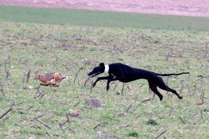 Yenka de Kade en la  segunda jornada del Nacional de Galgos en Nava del Rey. / JACI NAVAS