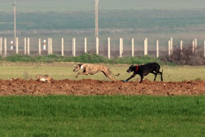 Carrera entre Aitana y Faviola en la segunda jornada del Nacional de Galgos en Nava del Rey. / JACI NAVAS