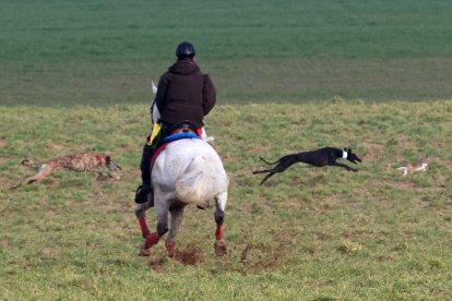 Carrera entre Leyenda y Yenka en la  segunda jornada del Nacional de Galgos en Nava del Rey. / JACI NAVAS