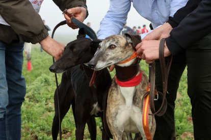 Enganche de Leyenda y Yenka en la  segunda jornada del Nacional de Galgos en Nava del Rey. / JACI NAVAS