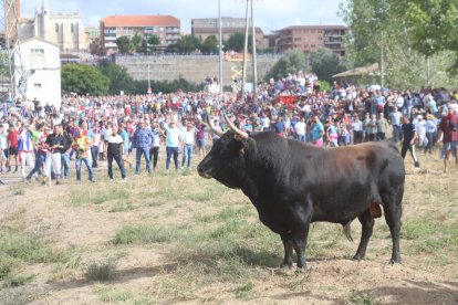Celebración del Toro de la Vega en Tordesillas.- PHOTOGENIC