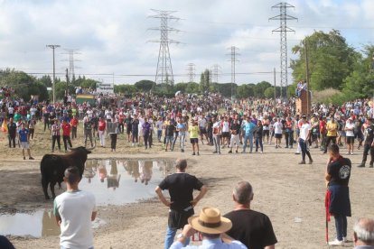 Celebración del Toro de la Vega en Tordesillas.- PHOTOGENIC