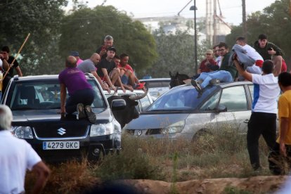 Celebración del Toro de la Vega en Tordesillas.- PHOTOGENIC