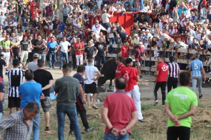 Celebración del Toro de la Vega en Tordesillas.- PHOTOGENIC