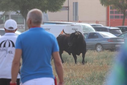 Celebración del Toro de la Vega en Tordesillas.- PHOTOGENIC