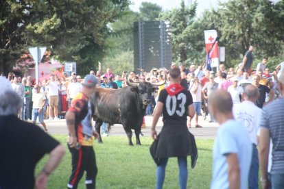 Celebración del Toro de la Vega en Tordesillas.- PHOTOGENIC
