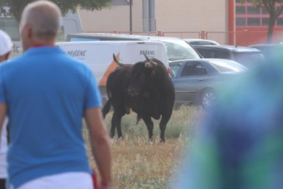 Celebración del Toro de la Vega en Tordesillas.- PHOTOGENIC