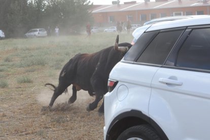 Celebración del Toro de la Vega en Tordesillas.- PHOTOGENIC