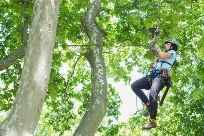 Final de la XX Edición del Campeonato Nacional de Trepa de Árboles.- J. M. LOSTAU