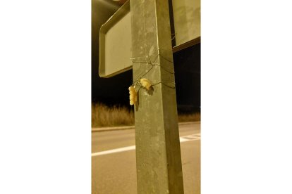 Dentadura aparecida en un poste en Zaratán. E. M.