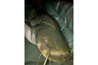 Otro ejemplar de 16 kilos fue pescado días después en la misma zona.- LDF