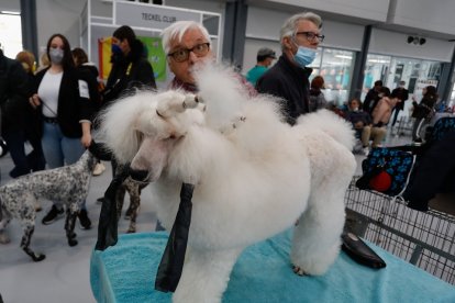 Fimascota en la Feria de Muestras de Valladolid.- J. M. LOSTAU