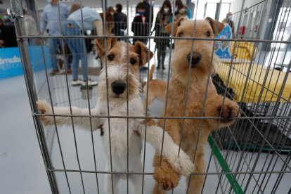 Fimascota en la Feria de Muestras de Valladolid.- J. M. LOSTAU