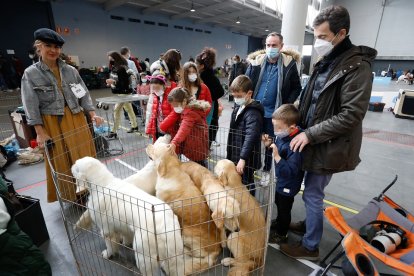 Fimascota en la Feria de Muestras de Valladolid.- J. M. LOSTAU