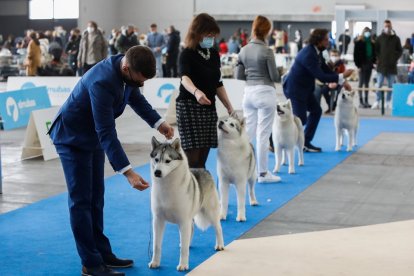 Fimascota en la Feria de Muestras de Valladolid.- J. M. LOSTAU