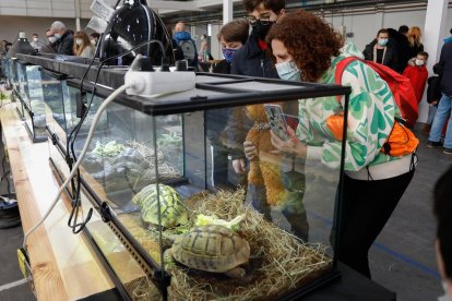 Fimascota en la Feria de Muestras de Valladolid.- J. M. LOSTAU