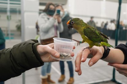 Fimascota en la Feria de Muestras de Valladolid.- J. M. LOSTAU