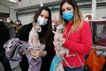 Fimascota en la Feria de Muestras de Valladolid.- J. M. LOSTAU