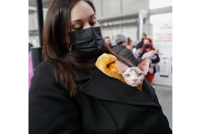 Fimascota en la Feria de Muestras de Valladolid.- J. M. LOSTAU