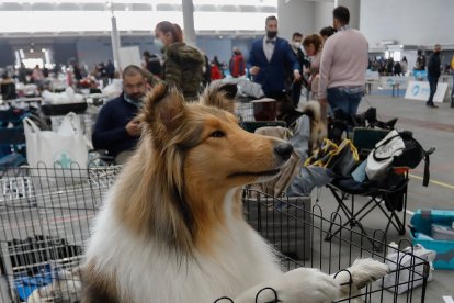 Fimascota en la Feria de Muestras de Valladolid.- J. M. LOSTAU