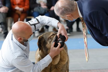 Fimascota en la Feria de Muestras de Valladolid.- J. M. LOSTAU