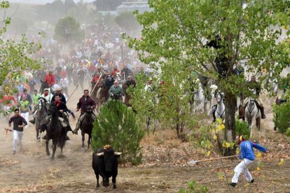 Toro de la Vega 2015 Rompesuelas por el campo de Tordesillas (Antonio Heredia)