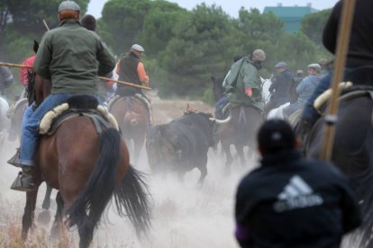 Toro de la Vega 2015 Rompesuelas por el campo de Tordesillas (Antonio Heredia)