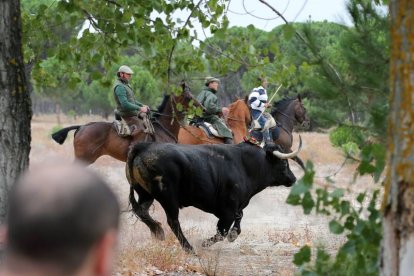 Toro de la Vega 2015 Rompesuelas por el campo de Tordesillas (Antonio Heredia)