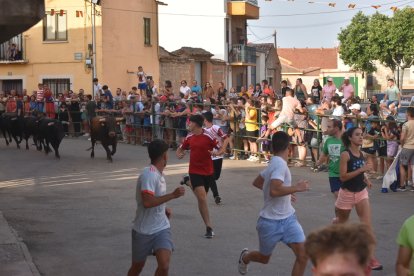 Encierro de novillos Cigales  / E. M.