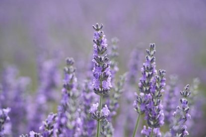 Campos de lavanda y centro de interpretación en la localidad vallisoletana de Tiedra. M.LOSTAU