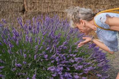 Campos de lavanda y centro de interpretación en la localidad vallisoletana de Tiedra. M.LOSTAU