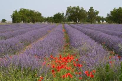 Campos de lavanda y centro de interpretación en la localidad vallisoletana de Tiedra. M.LOSTAU