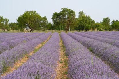 Campos de lavanda y centro de interpretación en la localidad vallisoletana de Tiedra. M.LOSTAU
