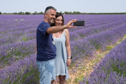 Campos de lavanda y centro de interpretación en la localidad vallisoletana de Tiedra. M.LOSTAU